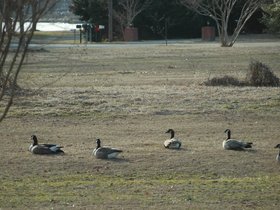 geese-2011